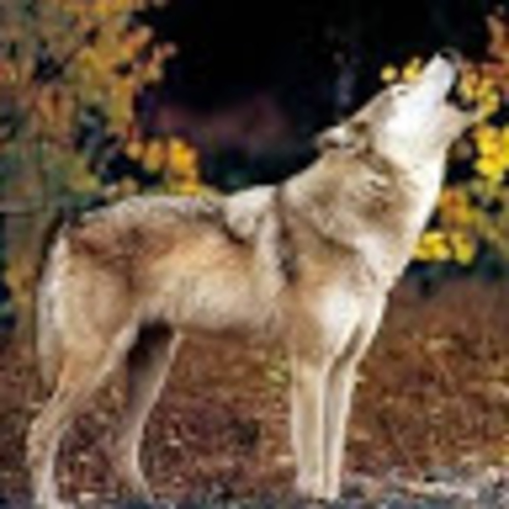 Meet your Posher, Hira